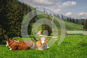 Alpine meadow with cows and rustic houses in Berchtesgaden National Park