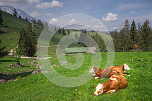 Alpine meadow with cows and rustic houses in Berchtesgaden National Park