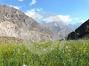 Alpine meadow in the fan mountains of Tajikistan