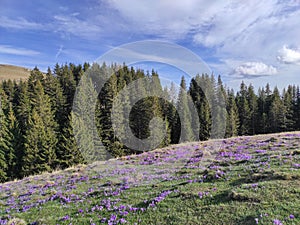 Alpine meadow filled with crocuses in the mountains of Romania