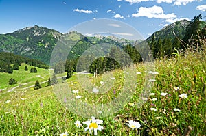 Alpine meadow in germany allgaeu