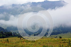 Alpine meadow with horses