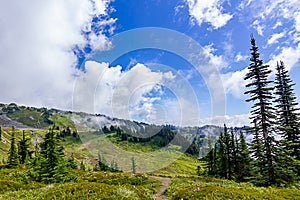 alpine meadow at paradise near mount rainier on cloudy summer day