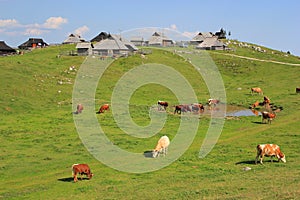 Alpine meadow pasture, Slovenia