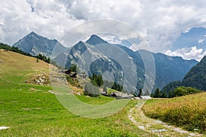 Alpine meadow. photo