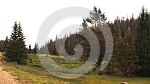 Alpine Meadow in the Rocky Mountains