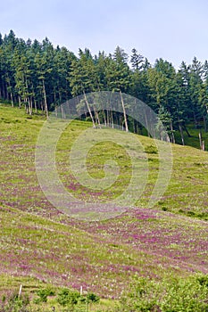 Alpine meadow scenery in Qinghai Province, China