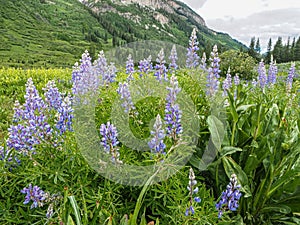 Alpine Meadow With Silvery Lupine