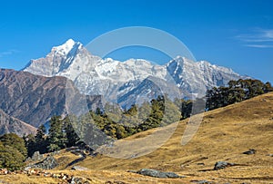 Alpine meadow photo