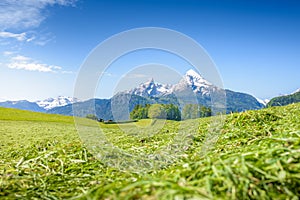 Alpine meadow with snowy Watzmann