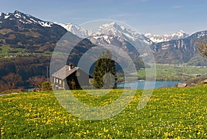 Alpine meadow in spring