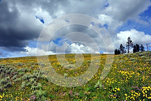 Alpine Meadow and Storm Clouds