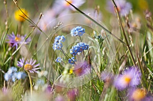 Alpine meadow in the summer