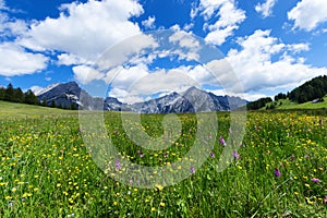 Alpine meadow on a sunnny day with mountain peaks in the background. Austria, Tirol, Walderalm