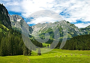 Alpine meadow in Switzerland