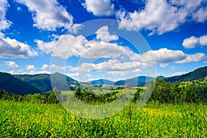 Alpine meadow with tall grass