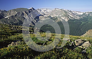 Alpine meadow at Trail Ridge Road in Colorado