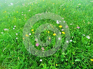 Alpine meadow under Crna prst in the Julian alps