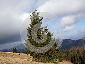 Alpská lúka, Veľká Fatra, Slovensko,