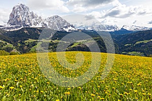 Alpine meadow with yellow dandelions flowers