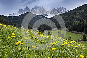 Alpine meadow with yellow flowers with Alp Mountains