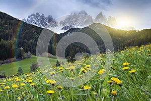 Alpine meadow with yellow flowers with Alp Mountains