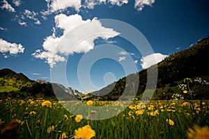 Alpine meadow with yellow flowers and green grass Alp Mountains on the background