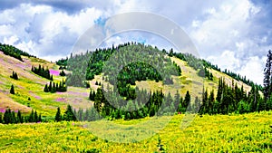 Alpine meadows covered in pink fireweed wildflowers at the foot of Tod Mountain