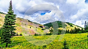 Alpine meadows covered in pink fireweed wildflowers at the foot of Tod Mountain