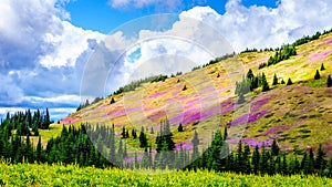 Alpine meadows covered in pink fireweed wildflowers at the foot of Tod Mountain