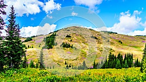 Alpine meadows covered in wildflowers at the foot of Tod Mountain