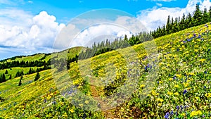 Alpine meadows filled with an abundance of wildflowers in Sun Peaks in British Columbia, Canada