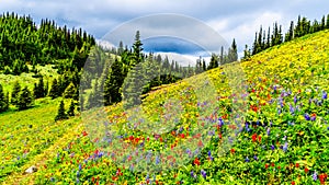 Alpine meadows filled with an abundance of wildflowers in Sun Peaks in British Columbia, Canada