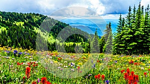 Alta montagna prati pieno abbondanza da fiori il sole picchi britannico 