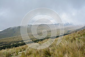 Alpine meadows in the High Andes