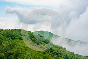 alpine meadows of mnt. runa, ukraine.