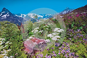 Alpine meadows on the mountain Dombai-Ulgen