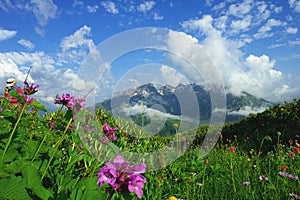 Alpine meadows and mountain flowers on a background of distant mountains in a beautiful cloud