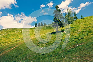 Alpine Meadows, Mountain Valley with Trees, Green Grass and Blue Sky with Clouds. Velika Planina, Slovenia