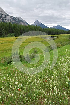 Alpine meadows and mountains