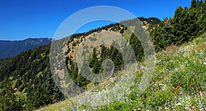 Olympic National Park Landscape Panorama of Summer Flowers in Alpine Meadows, Washington State