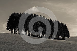 Alpine meadows and pine trees isolated