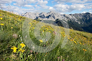 Alpine meadows