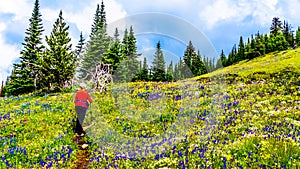 Alpine meadows of Tod Mountain near the alpine village of Sun Peaks in British Columbia, Canada