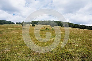 The alpine meadows in the Vosges are a paradise for insects