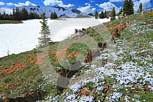 Alpine meadows in Wyoming