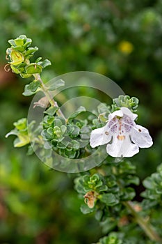 Alpine mint bush prostanthera cuneata flower