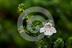 Alpine mint bush prostanthera cuneata flower