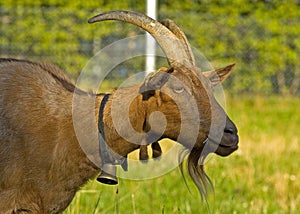 Alpine mountain Chamois