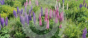 Alpine mountain flowers